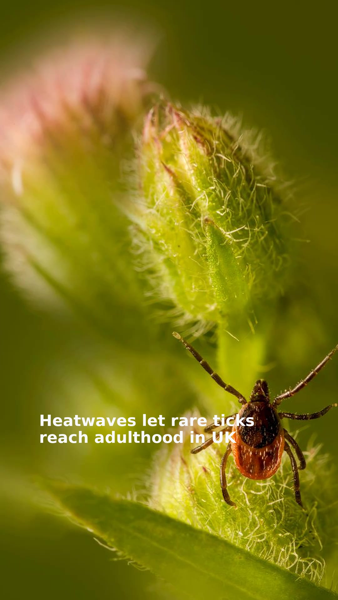 Heatwaves let rare ticks reach adulthood in UK