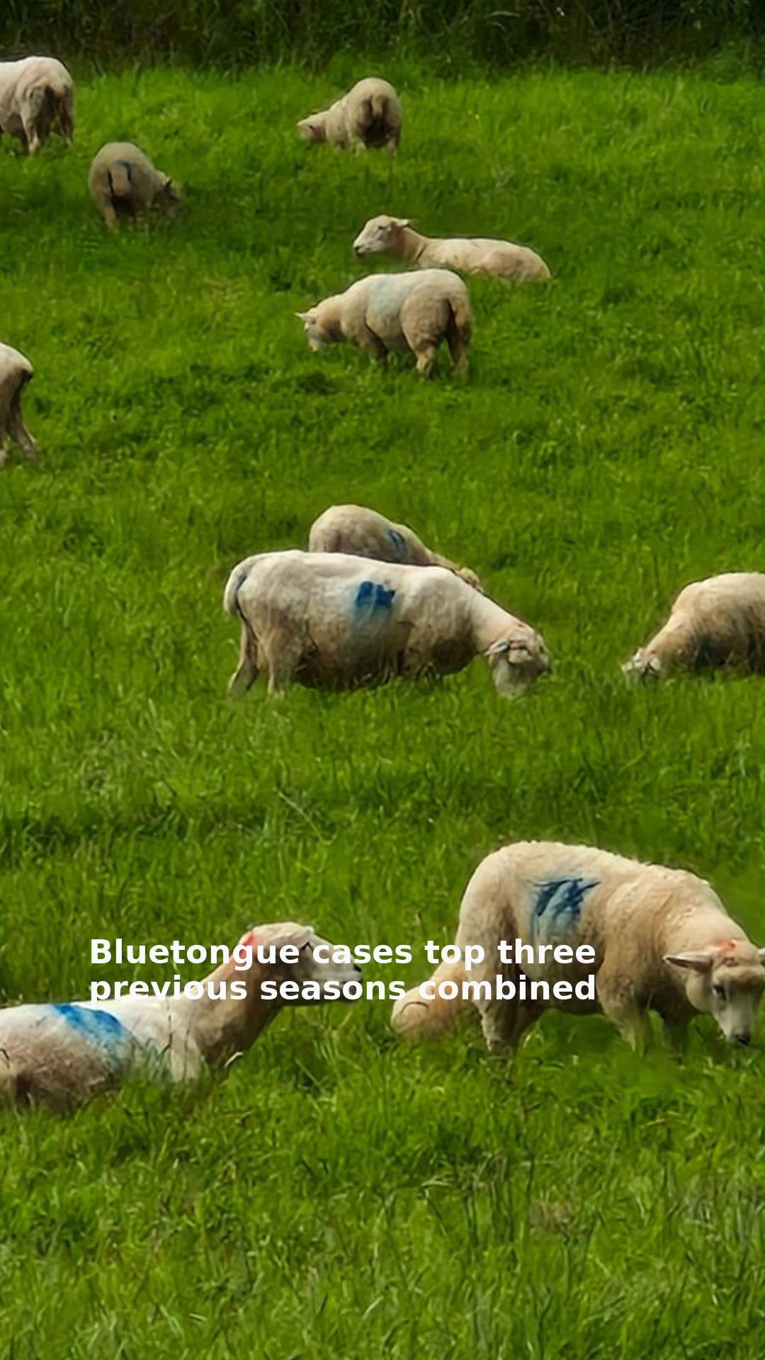 Bluetongue cases top three previous seasons combined