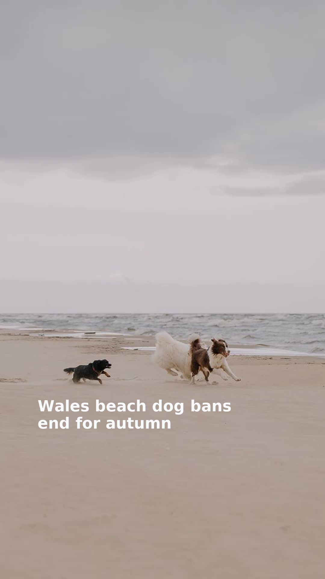 Wales beach dog bans end for autumn