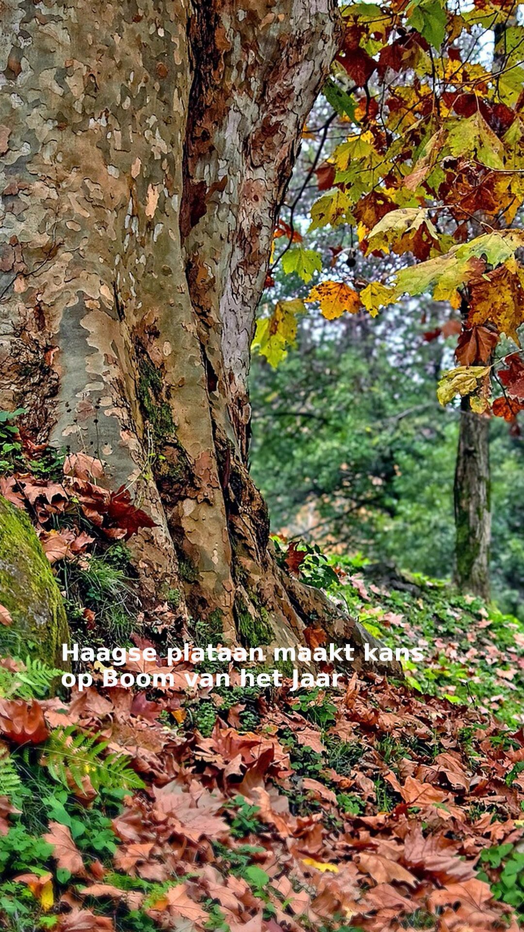 Haagse plataan maakt kans op Boom van het Jaar