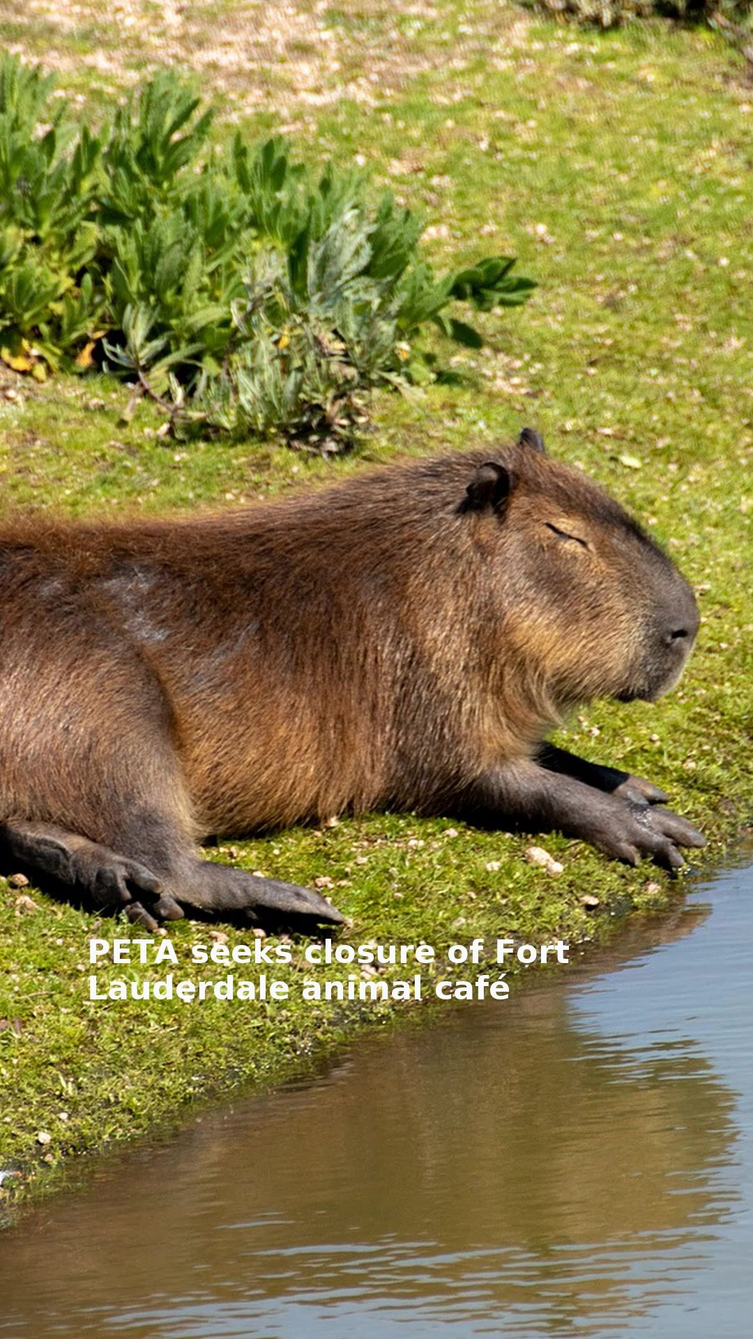 PETA seeks closure of Fort Lauderdale animal café
