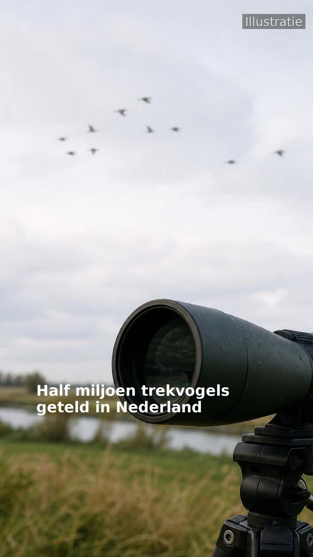 Half miljoen trekvogels geteld in Nederland
