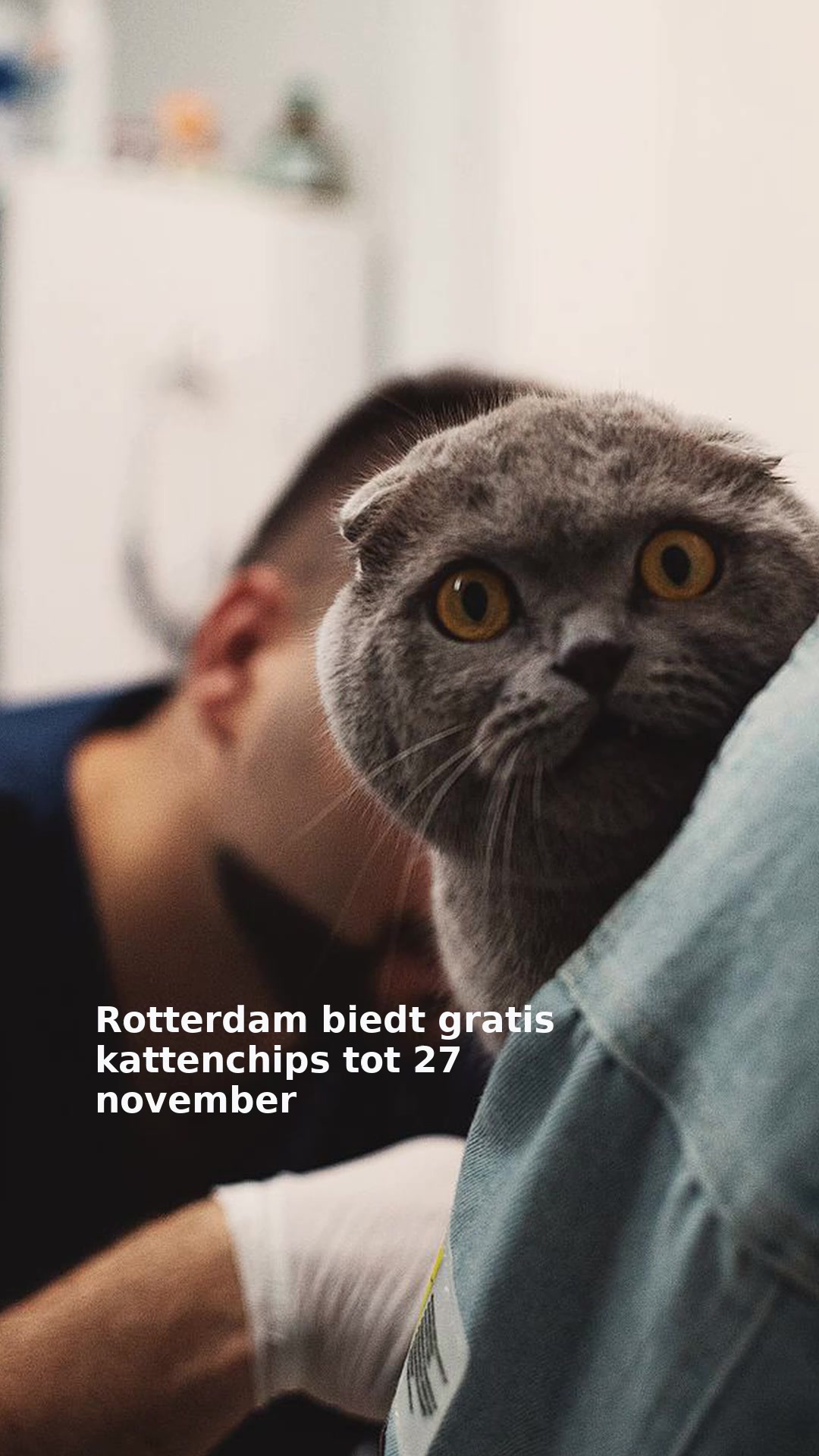 Rotterdam biedt gratis kattenchips tot 27 november