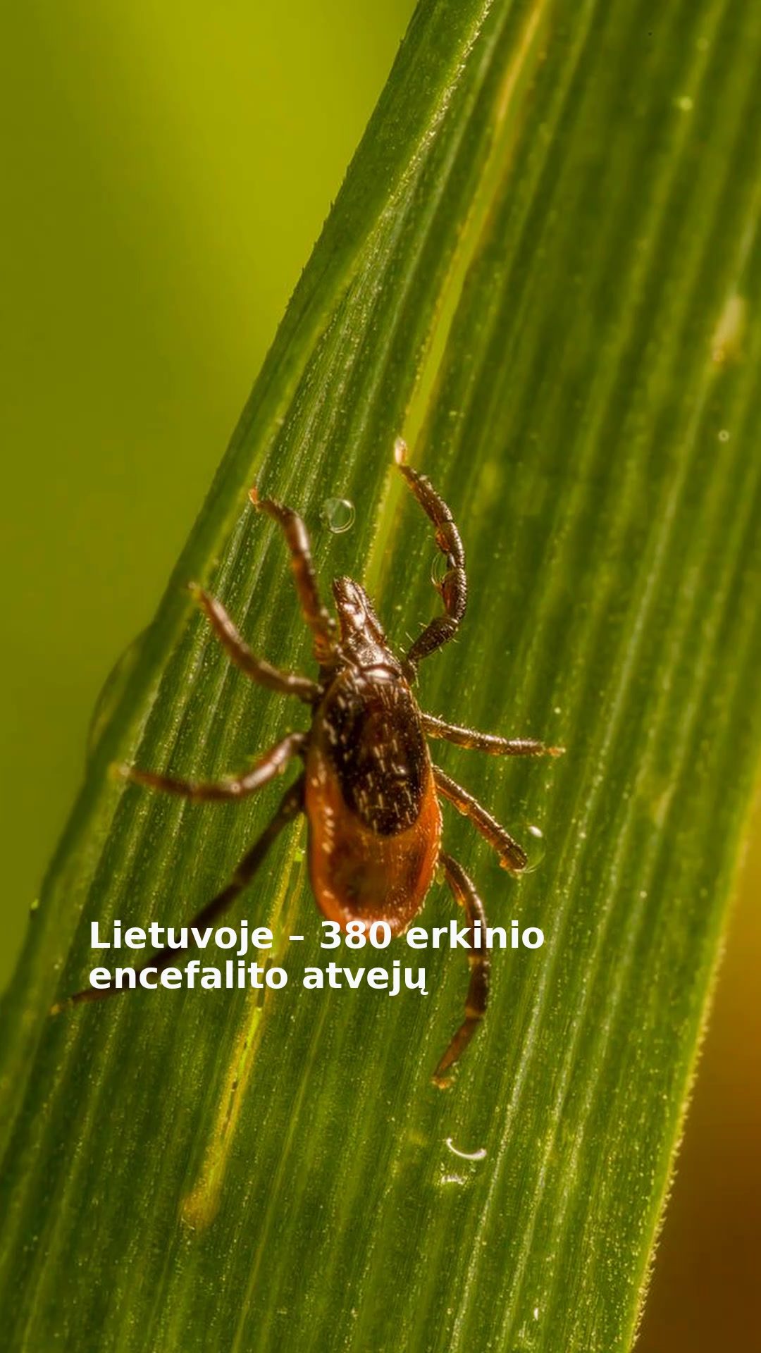 Lietuvoje – 380 erkinio encefalito atvejų