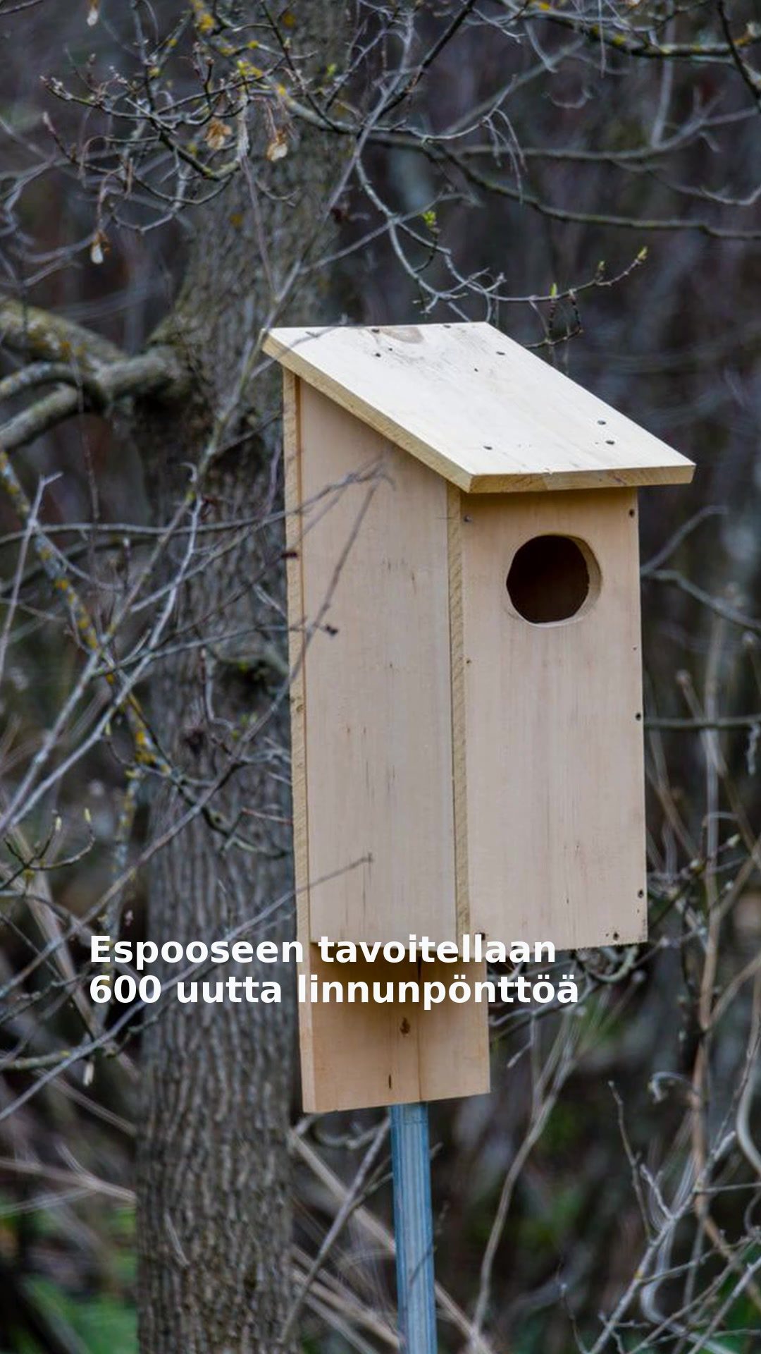 Espooseen tavoitellaan 600 uutta linnunpönttöä