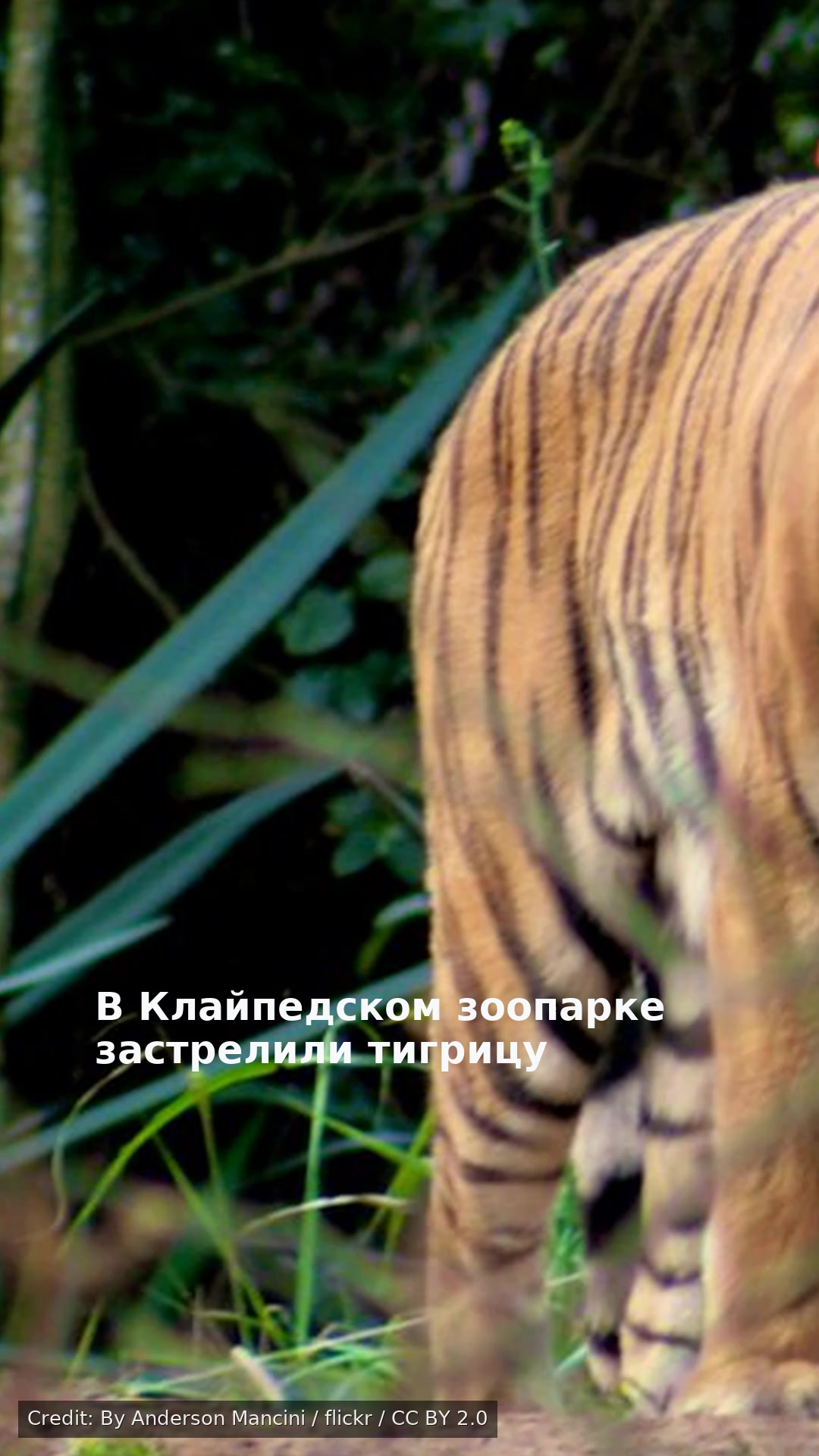 В Клайпедском зоопарке застрелили тигрицу