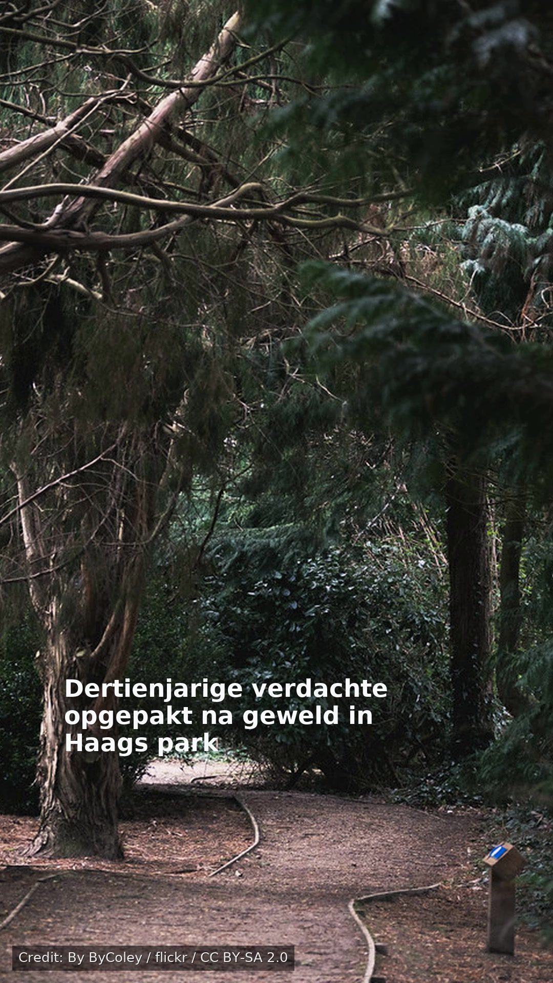 Dertienjarige verdachte opgepakt na geweld in Haags park