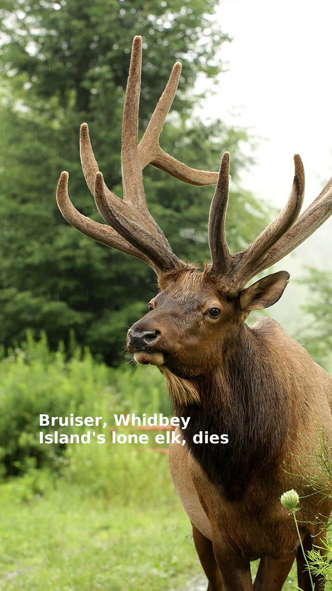 Bruiser, Whidbey Island's lone elk, dies