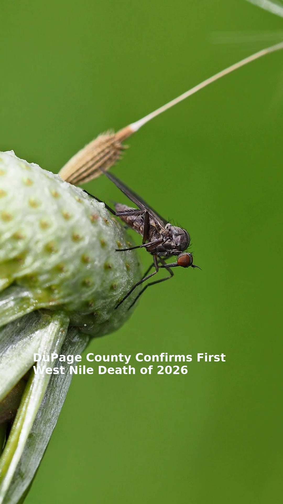 DuPage County Confirms First West Nile Death of 2026
