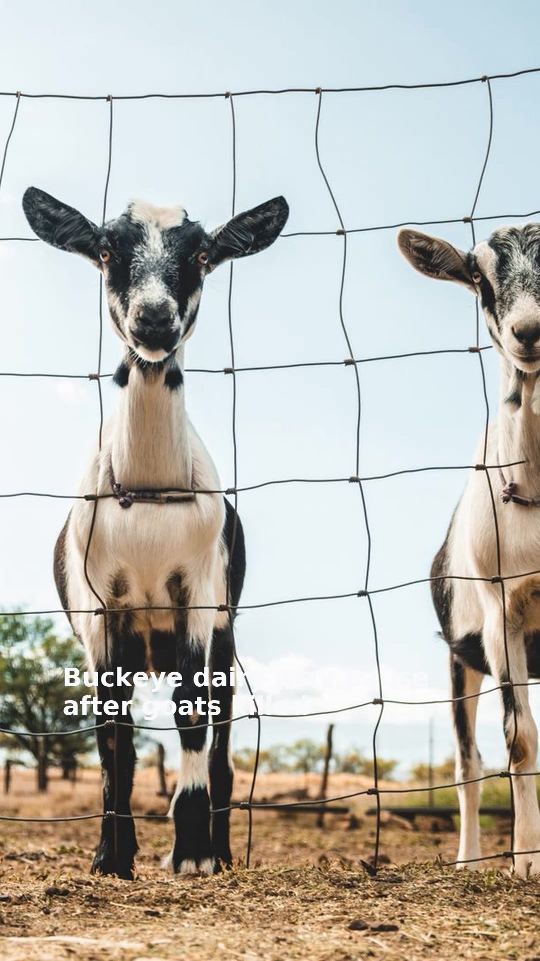 Buckeye dairy may pause after goats killed