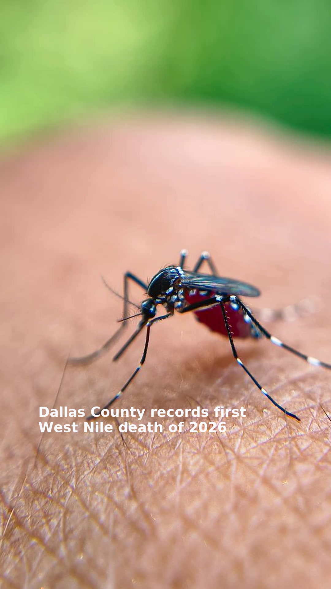 Dallas County records first West Nile death of 2026