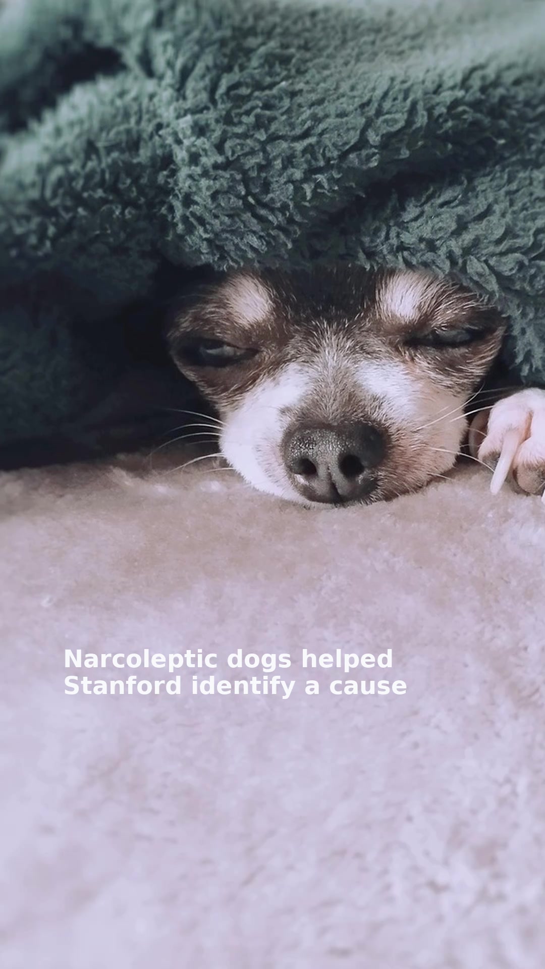 Narcoleptic dogs helped Stanford identify a cause