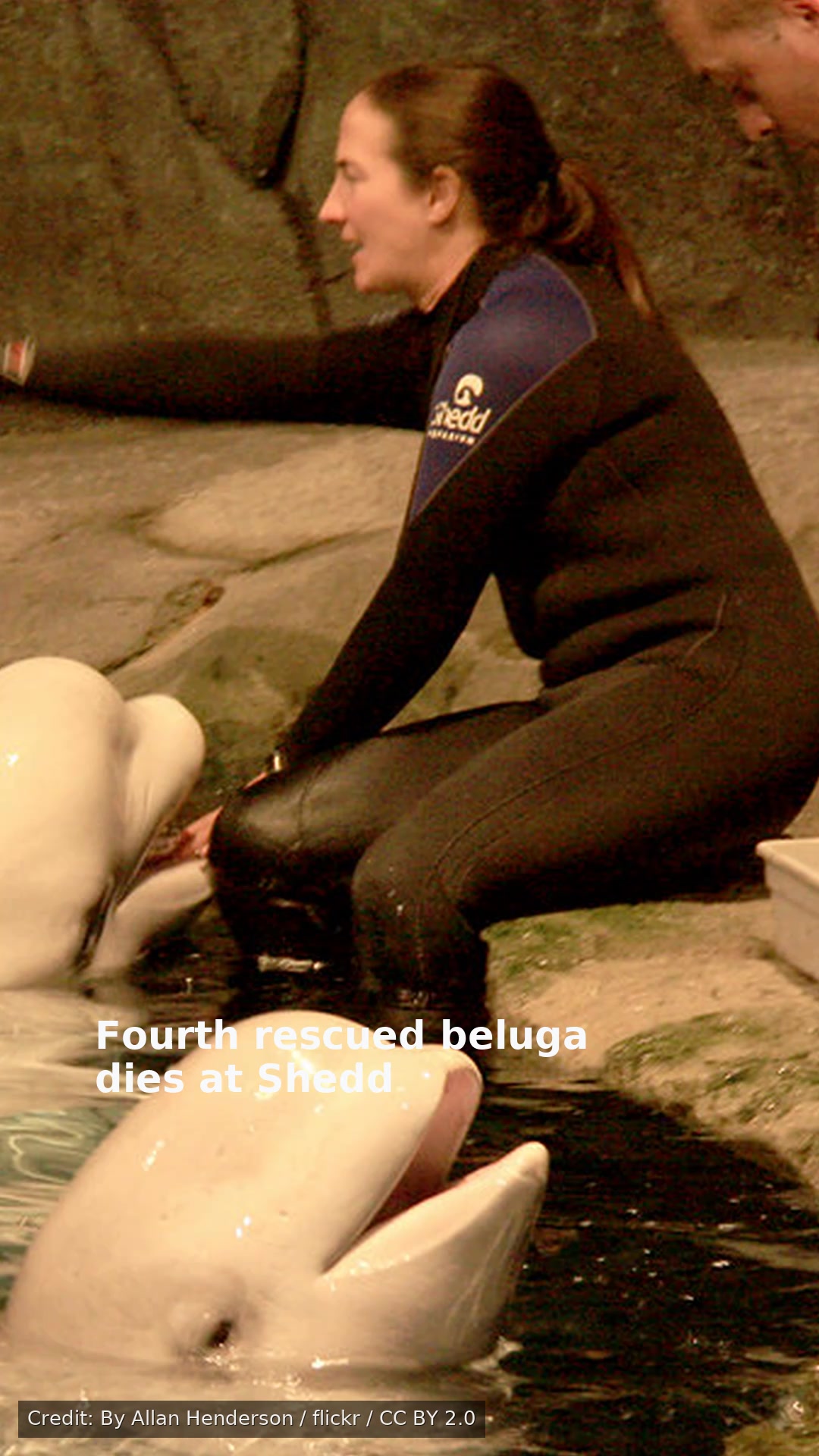 Fourth rescued beluga dies at Shedd