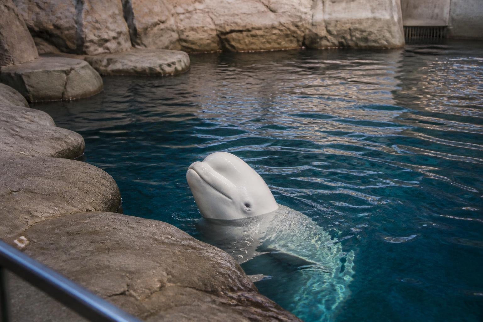 Caspian, beluga brought from Marineland, dies at Shedd Aquarium Caspian, beluga brought from Marineland, dies at Shedd Aquarium