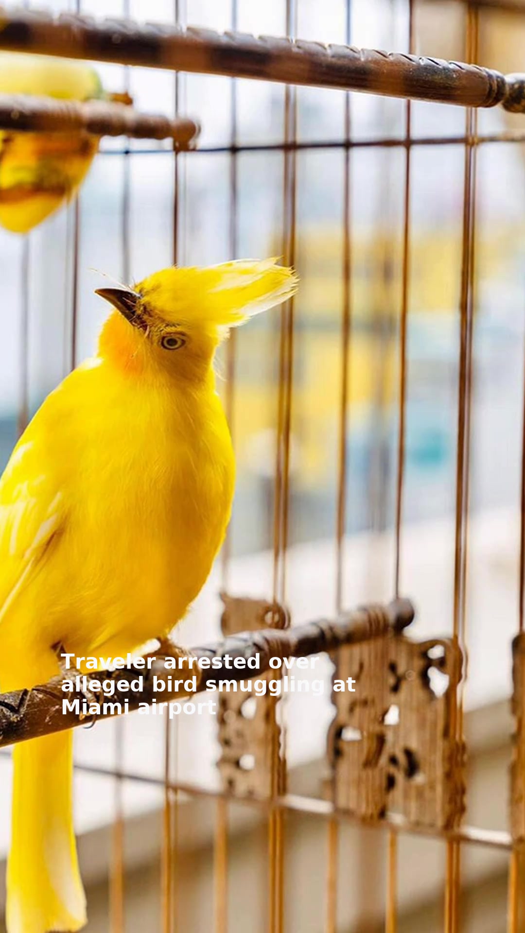 Traveler arrested over alleged bird smuggling at Miami airport