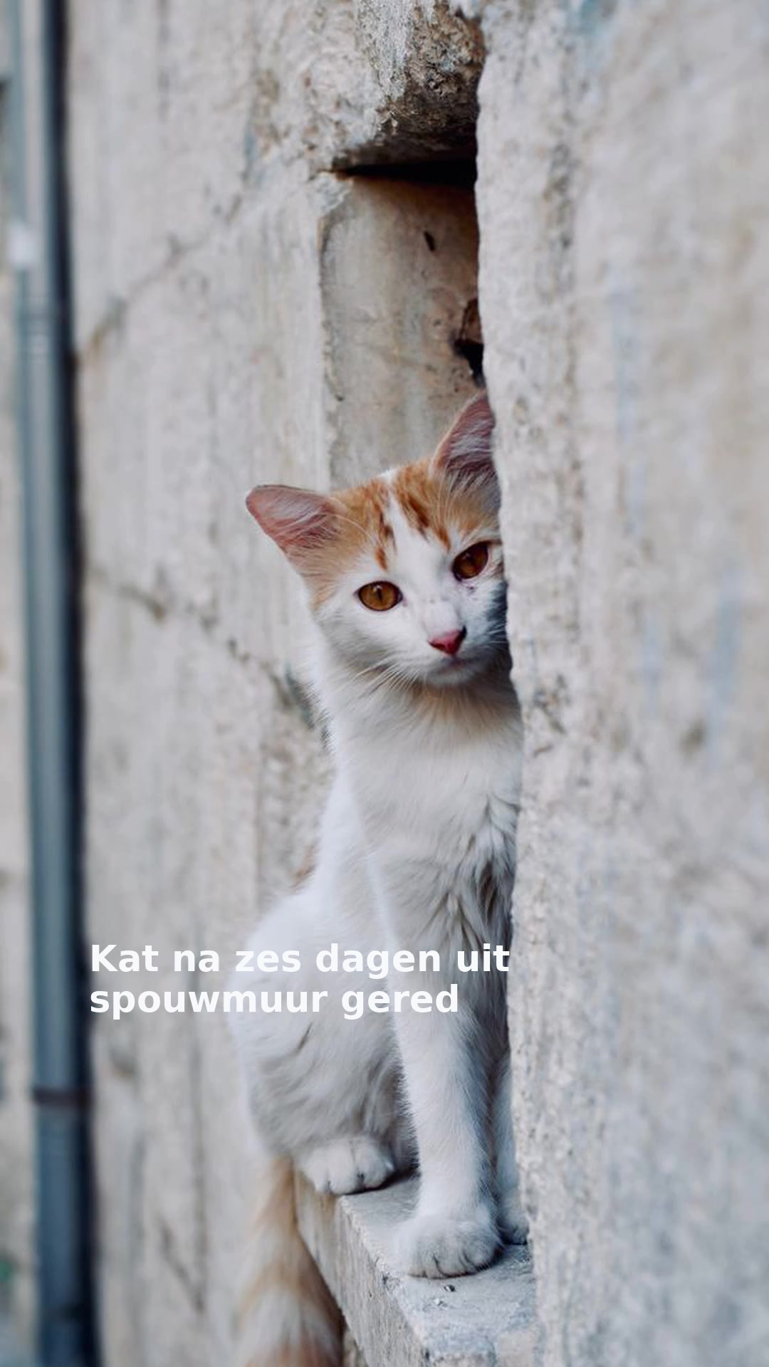 Kat na zes dagen uit spouwmuur gered