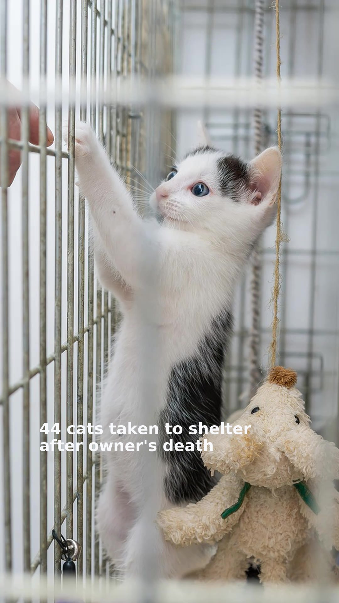 44 cats taken to shelter after owner's death