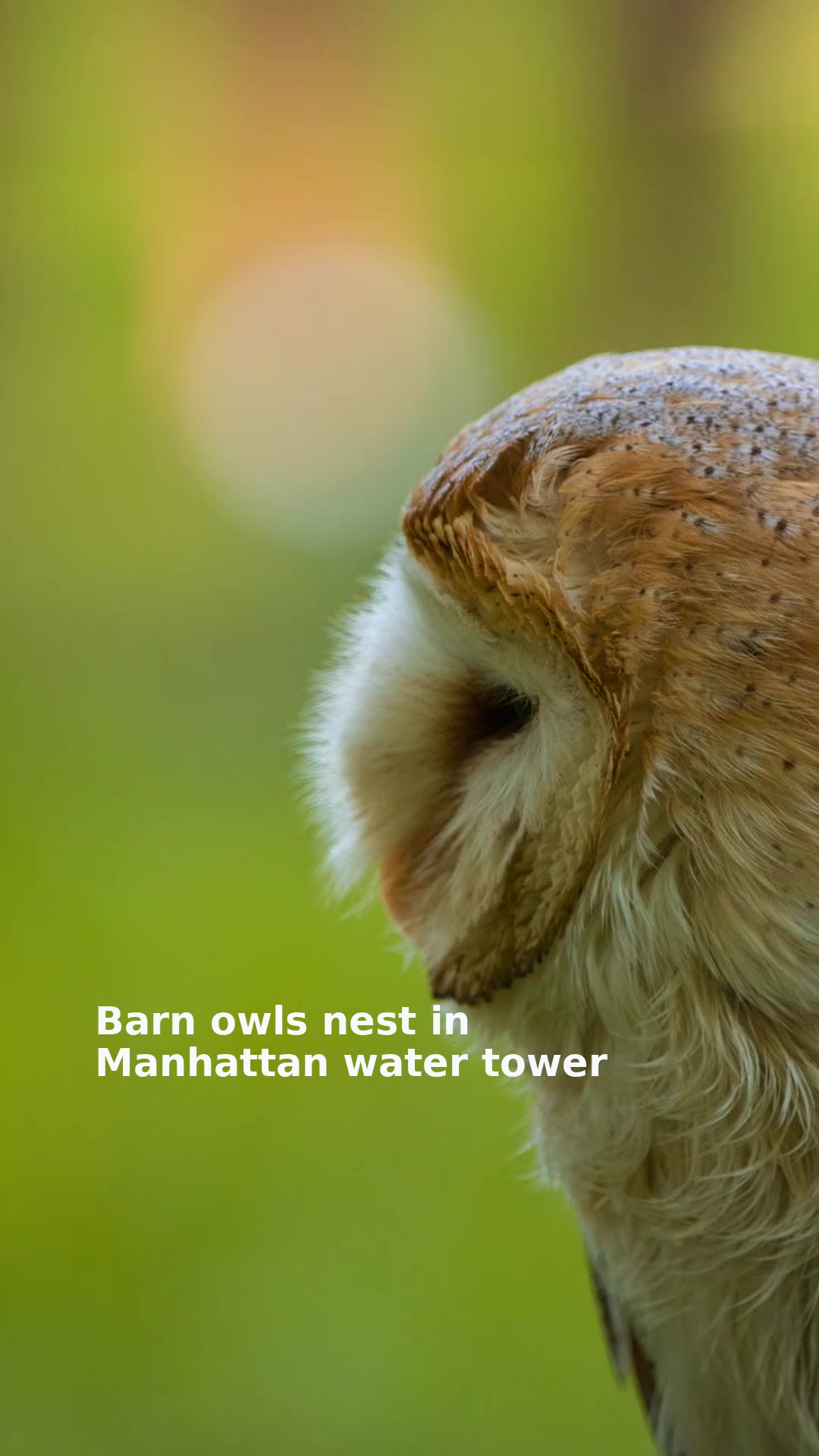Barn owls nest in Manhattan water tower