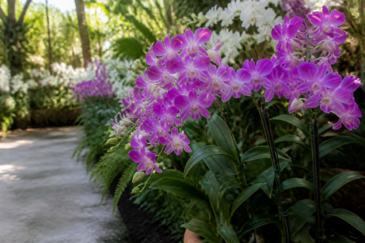 Miami events for Oct. 12–16 include Katseye and an orchid festival