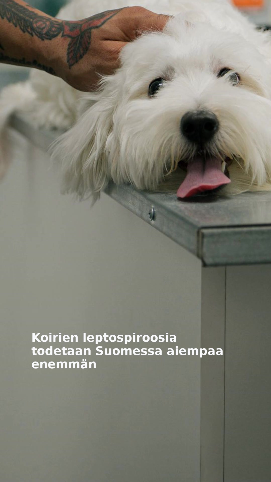 Koirien leptospiroosia todetaan Suomessa aiempaa enemmän