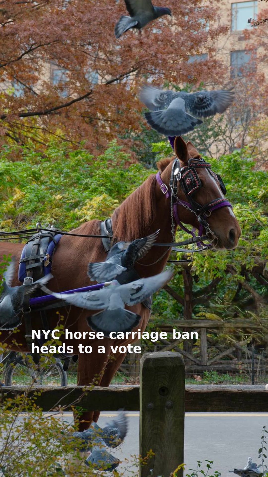 NYC horse carriage ban heads to a vote