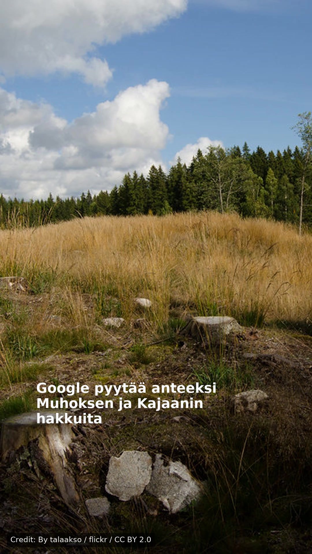 Google pyytää anteeksi Muhoksen ja Kajaanin hakkuita