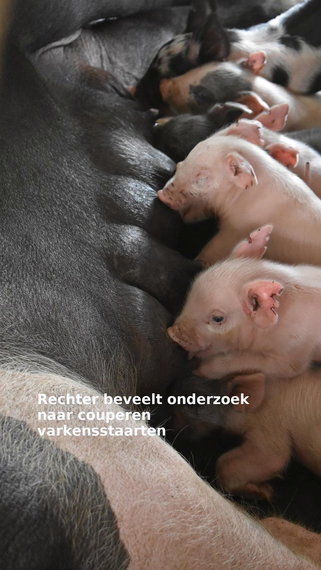 Rechter beveelt onderzoek naar couperen varkensstaarten