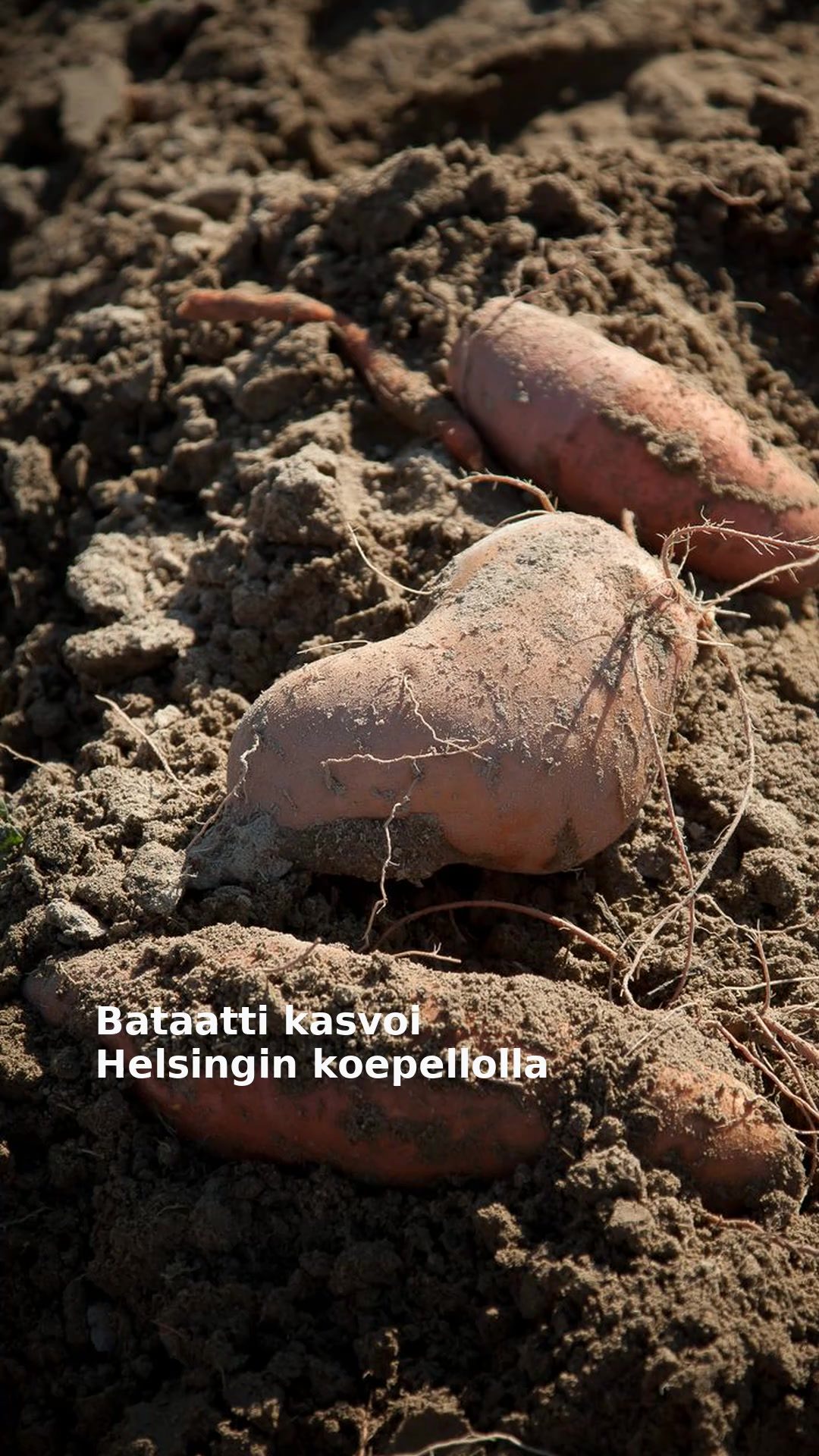 Bataatti kasvoi Helsingin koepellolla