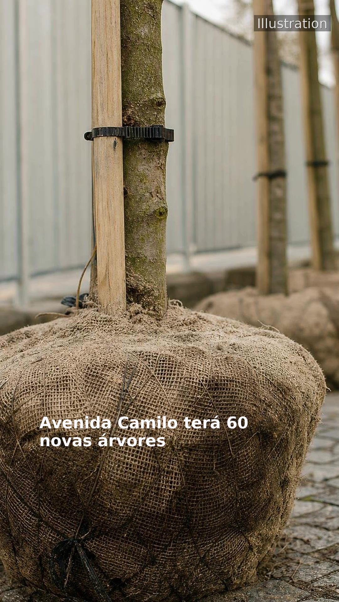Avenida Camilo terá 60 novas árvores