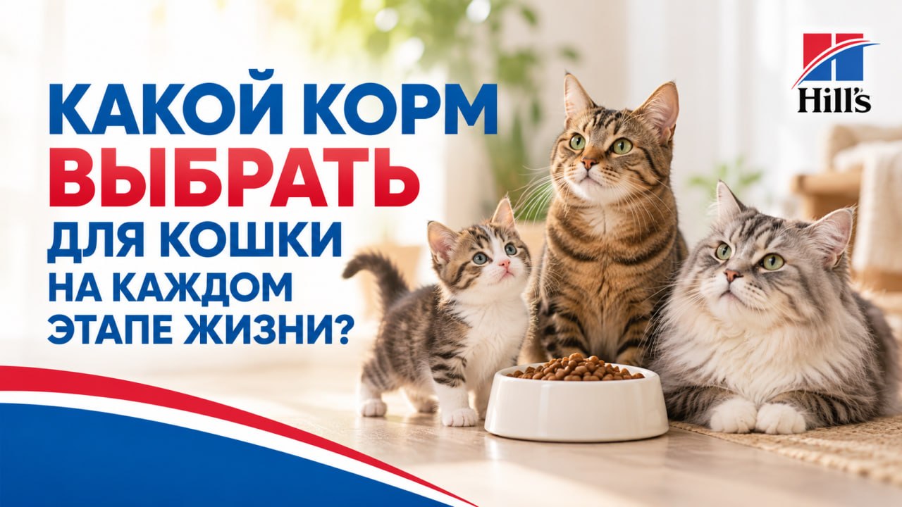 Какой корм выбрать для кошки на каждом этапе жизни? Какой корм выбрать для кошки на каждом этапе жизни?
