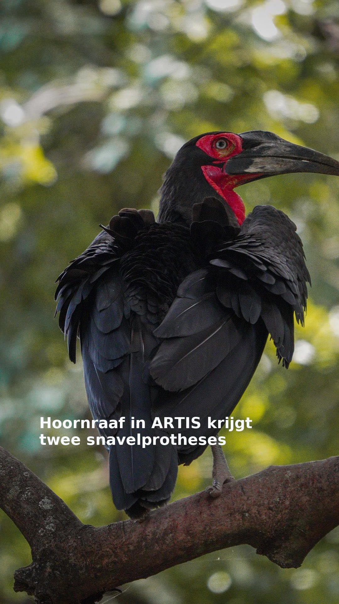 Hoornraaf in ARTIS krijgt twee snavelprotheses