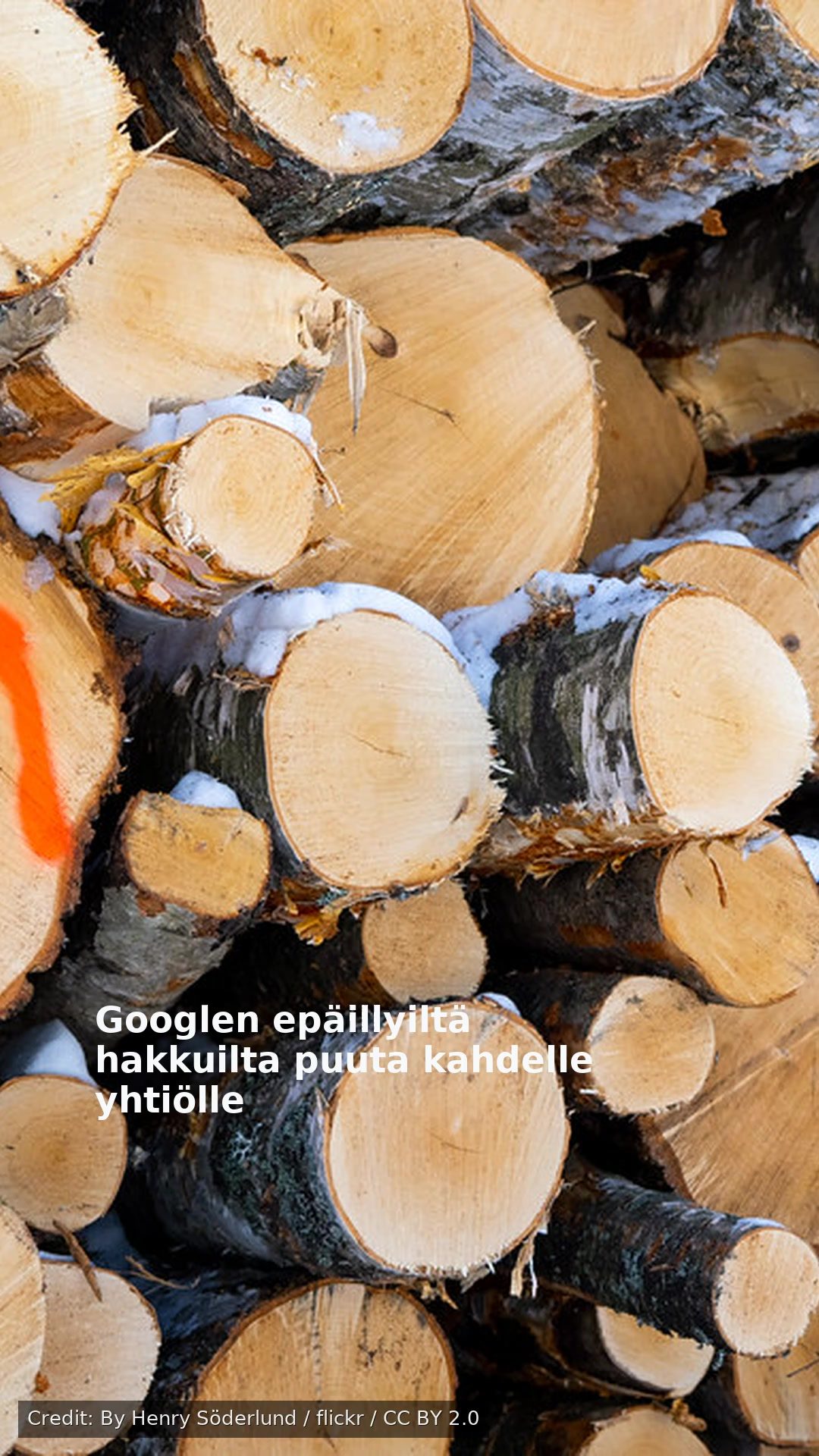 Googlen epäillyiltä hakkuilta puuta kahdelle yhtiölle