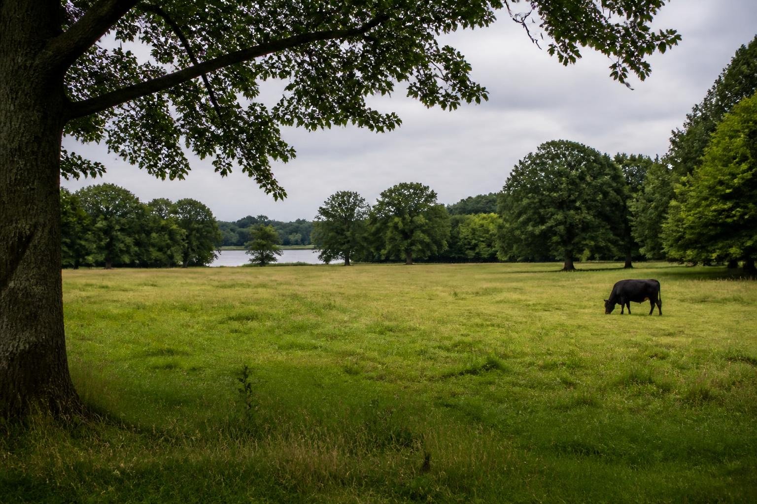 Man in his 70s dies after cattle trampling at Norfolk estate