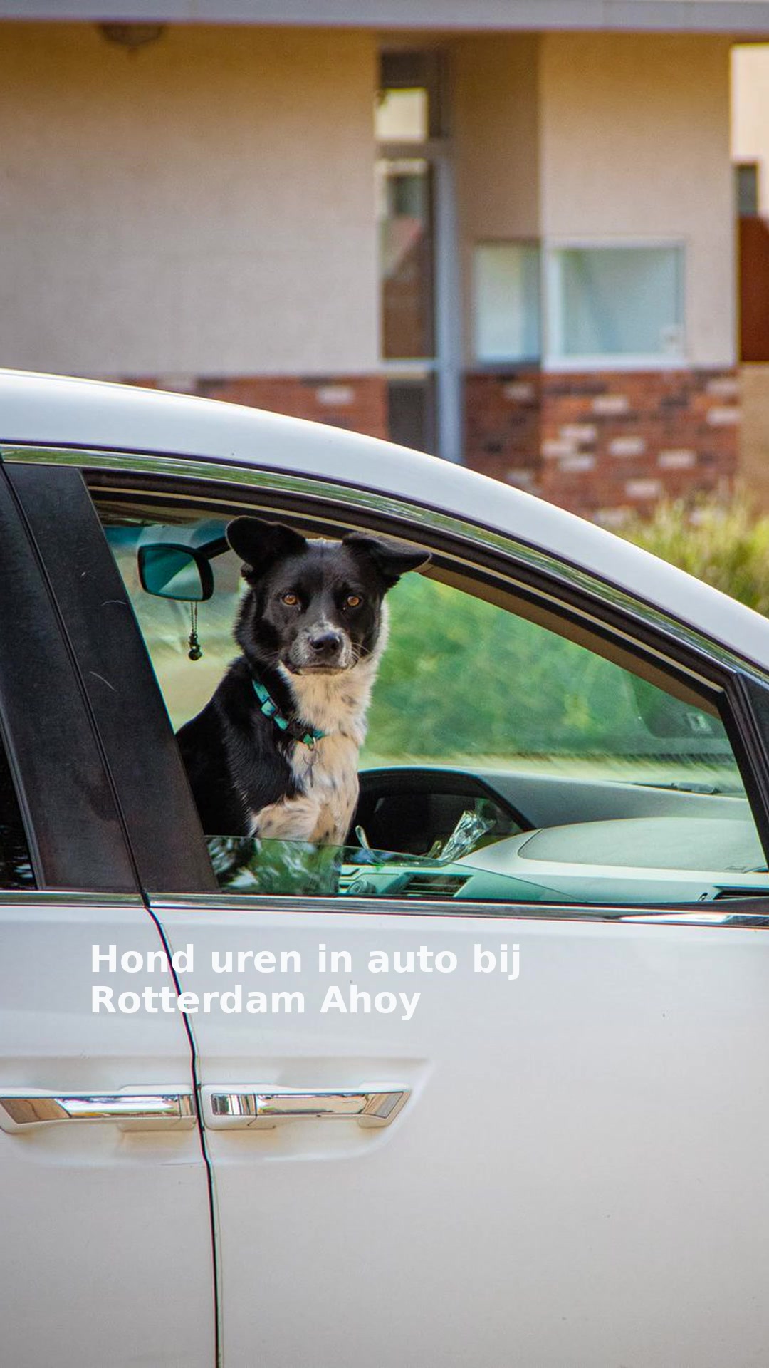 Hond uren in auto bij Rotterdam Ahoy