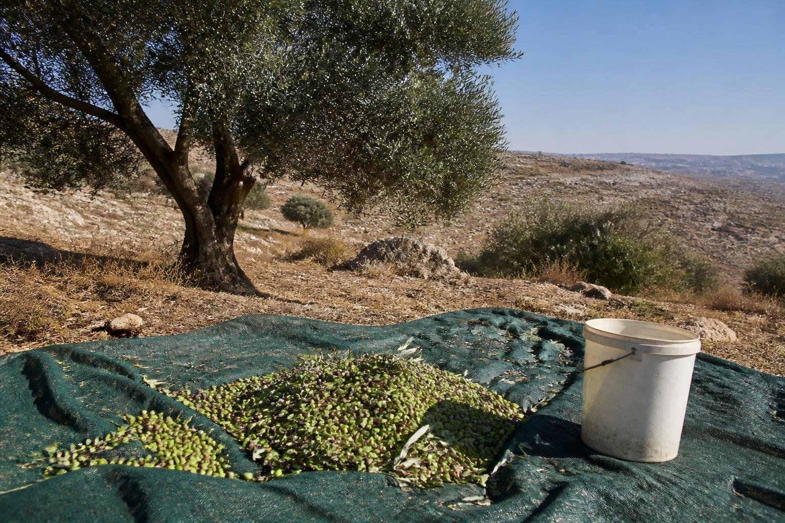 Settlers attack West Bank olive harvesters and photographer