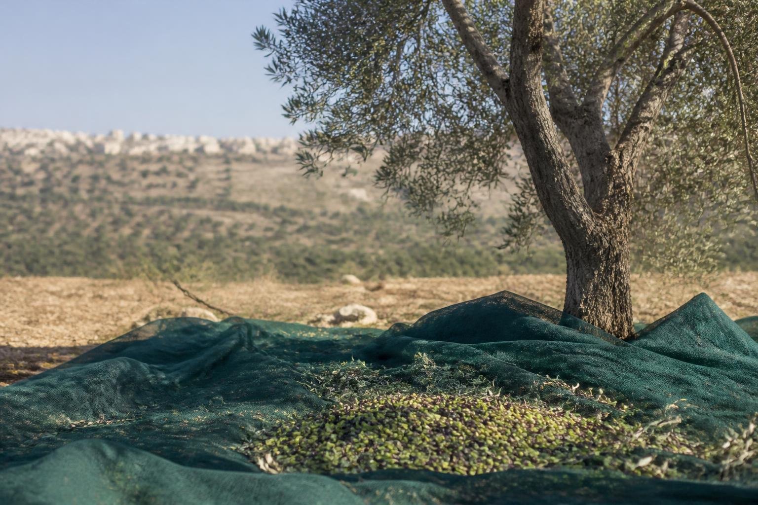 Israeli settlers seen attacking Palestinians during West Bank olive harvest