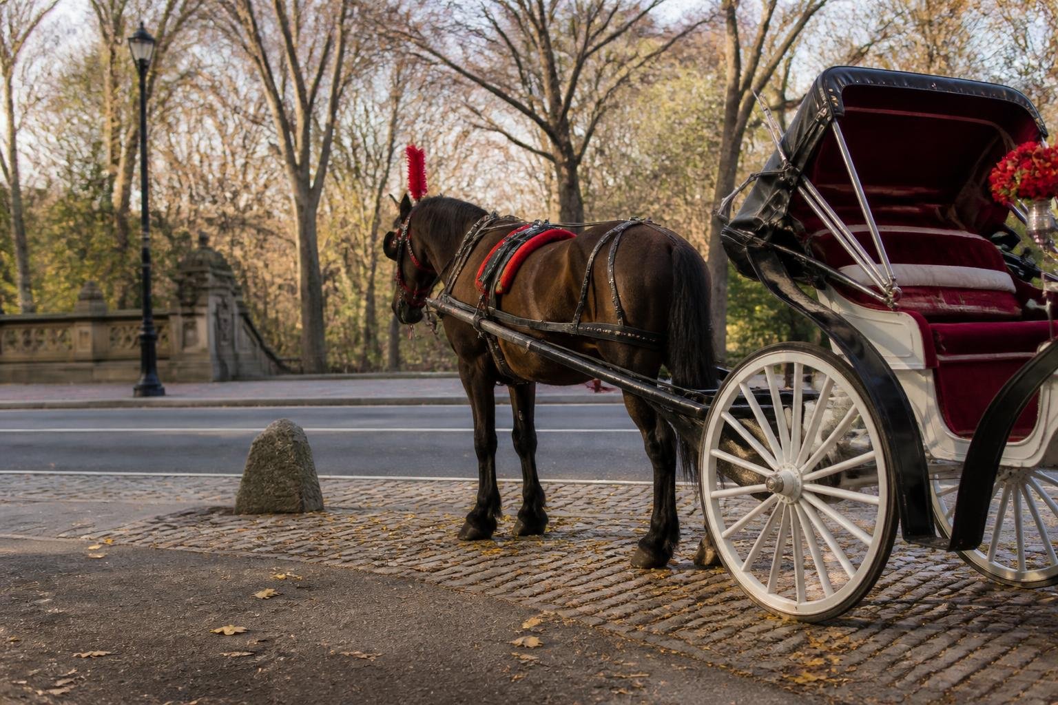Carriage workers accuse Mamdani of hypocrisy over proposed ban