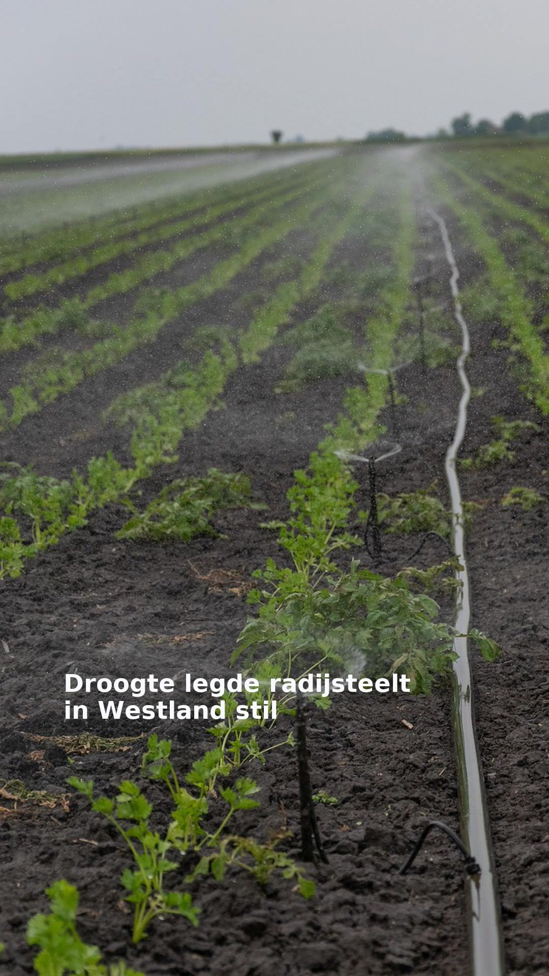 Droogte legde radijsteelt in Westland stil