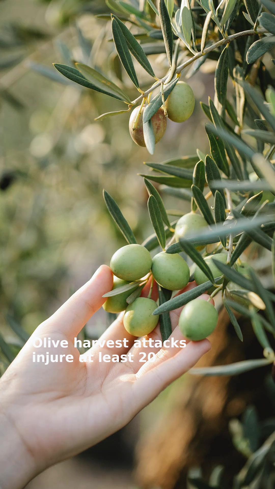 Olive harvest attacks injure at least 20