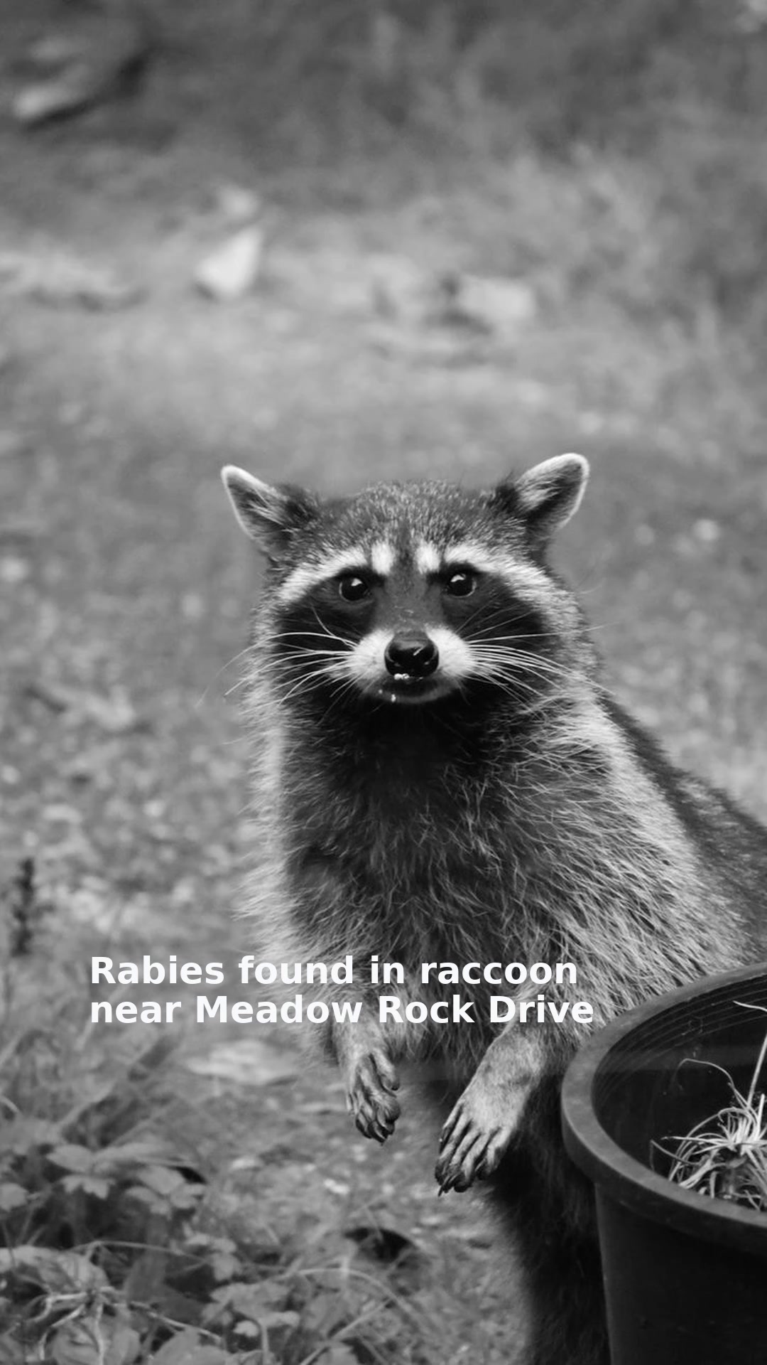 Rabies found in raccoon near Meadow Rock Drive