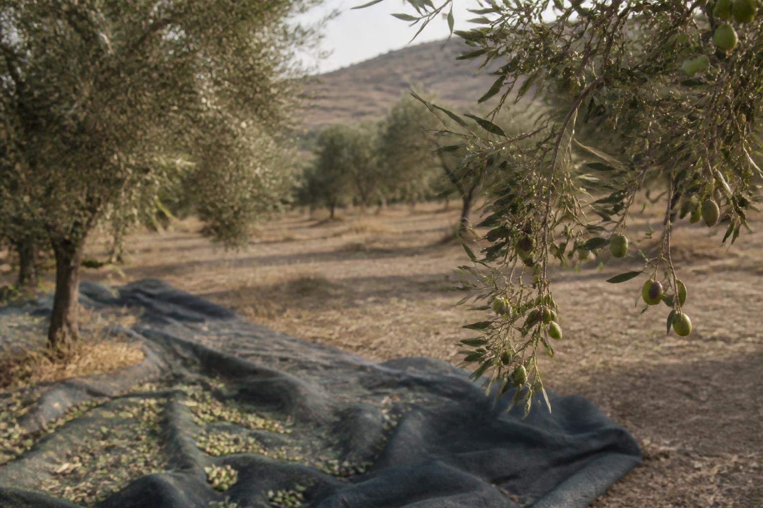 Olive harvest attacks in West Bank injure Palestinians and photographer