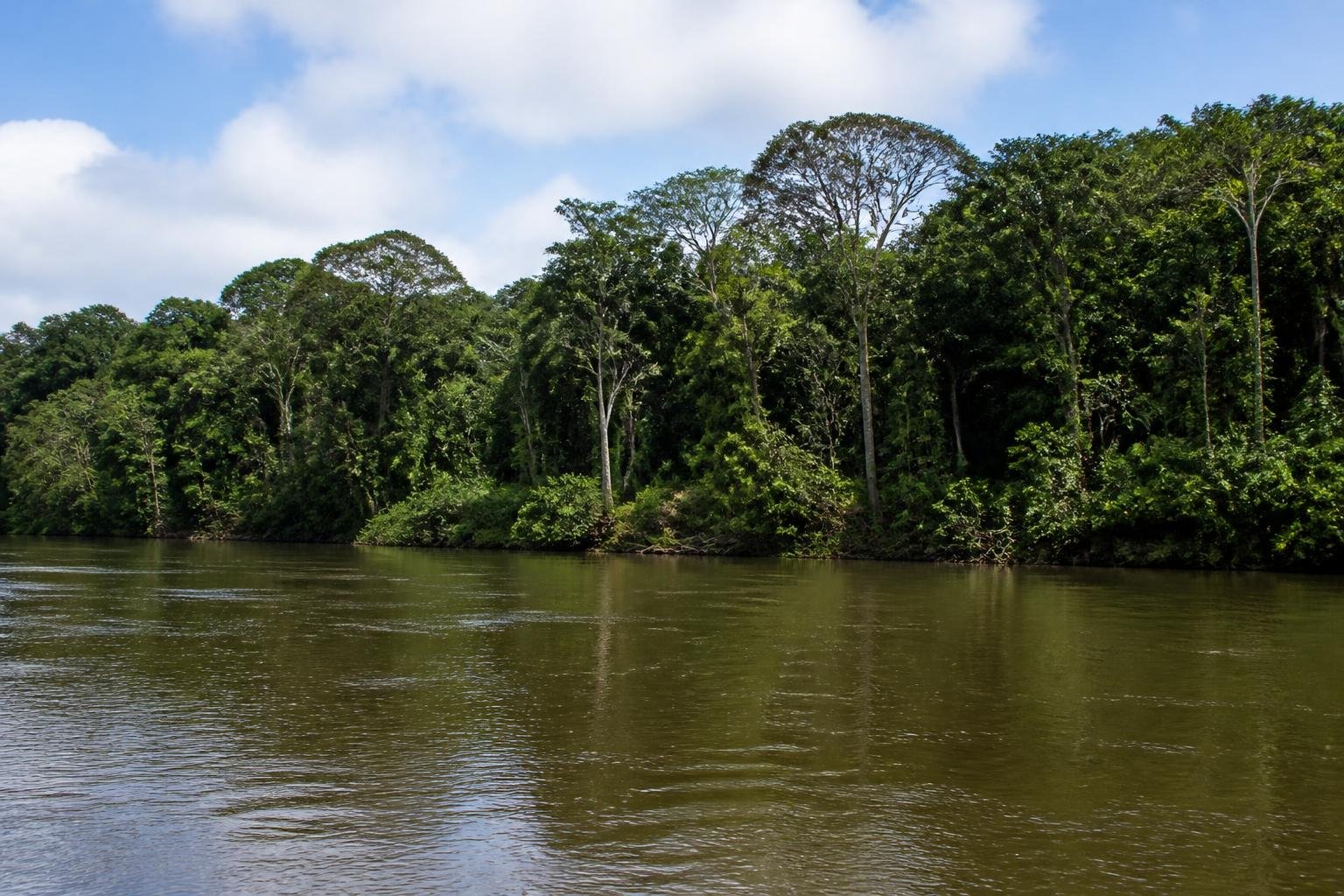 Brazil reports record Amazon deforestation drop ahead of election