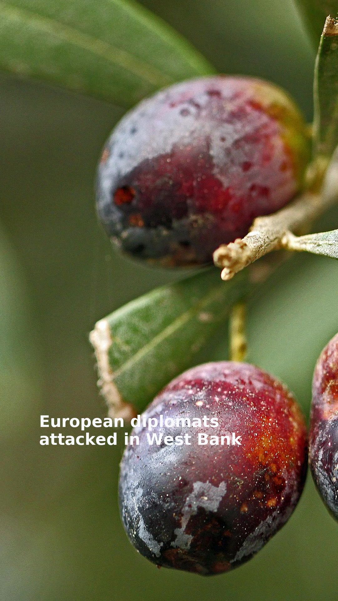 European diplomats attacked in West Bank