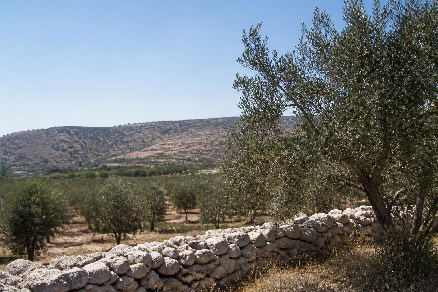 Masked settlers accused of attacking European diplomats in West Bank