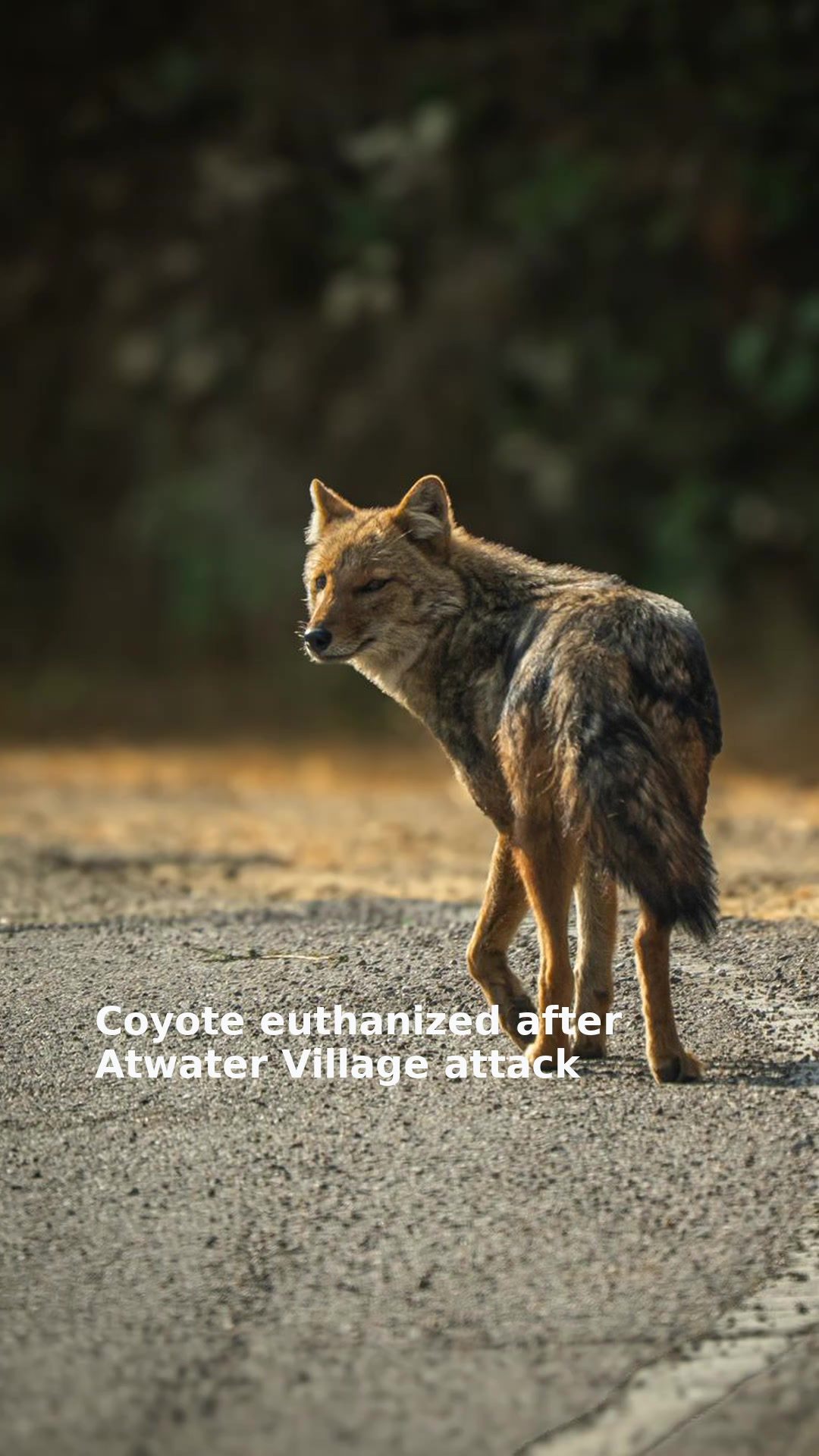 Coyote euthanized after Atwater Village attack