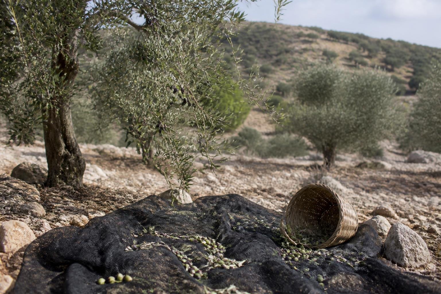 Israeli police detain 10 after West Bank settler attacks