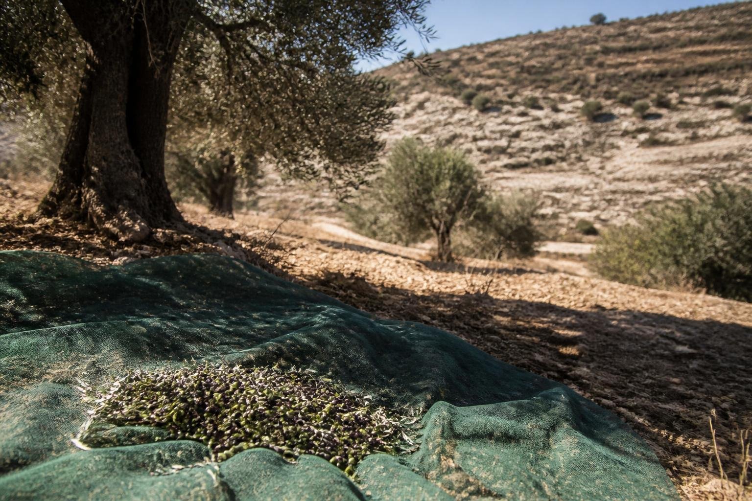 Israeli military detains Brad Lander and olive harvest volunteers in West Bank