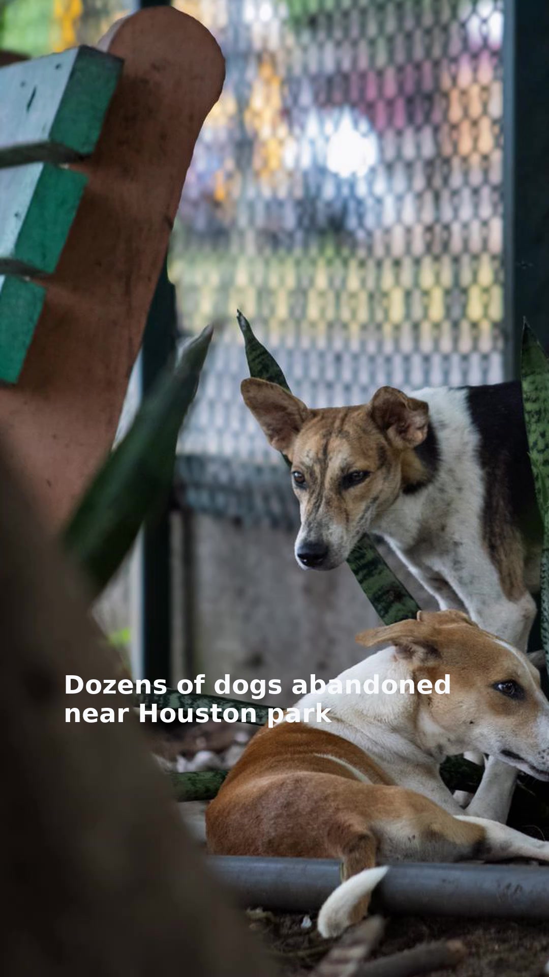 Dozens of dogs abandoned near Houston park