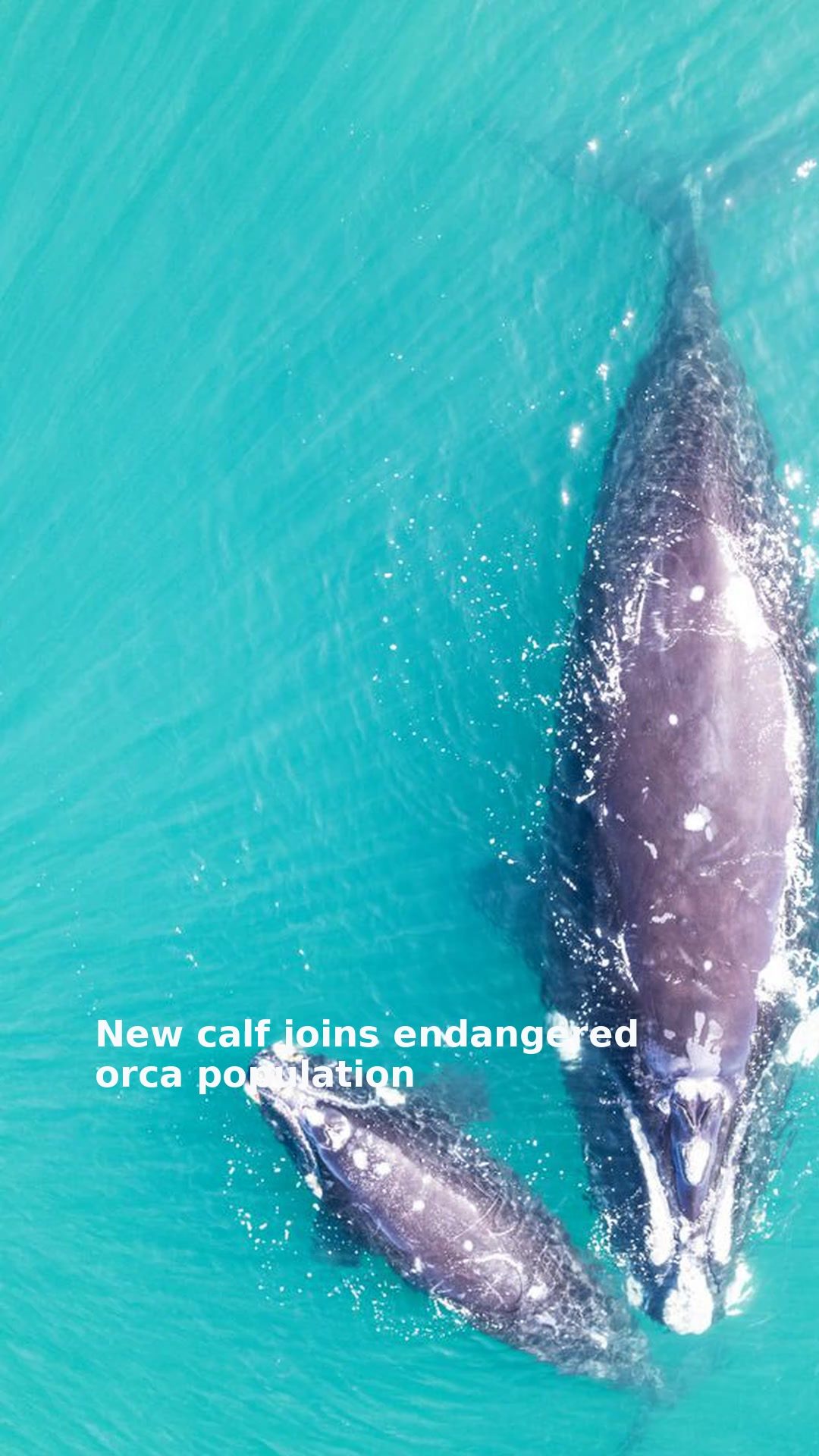 New calf joins endangered orca population