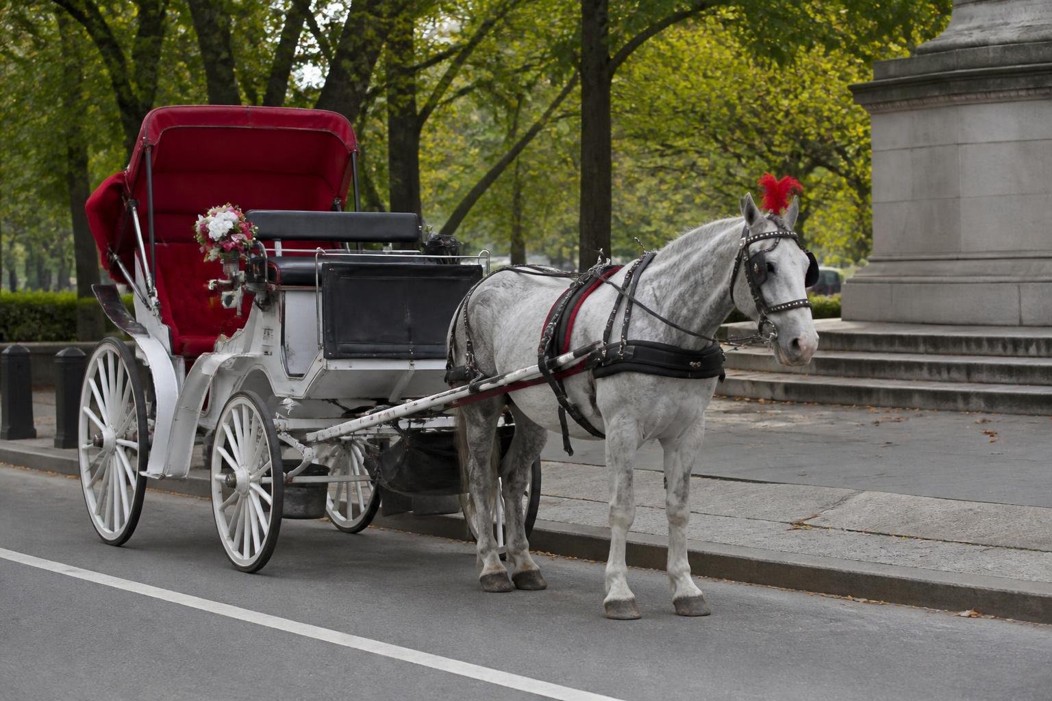 Horse carriage union threatens lawsuit if council passes ban